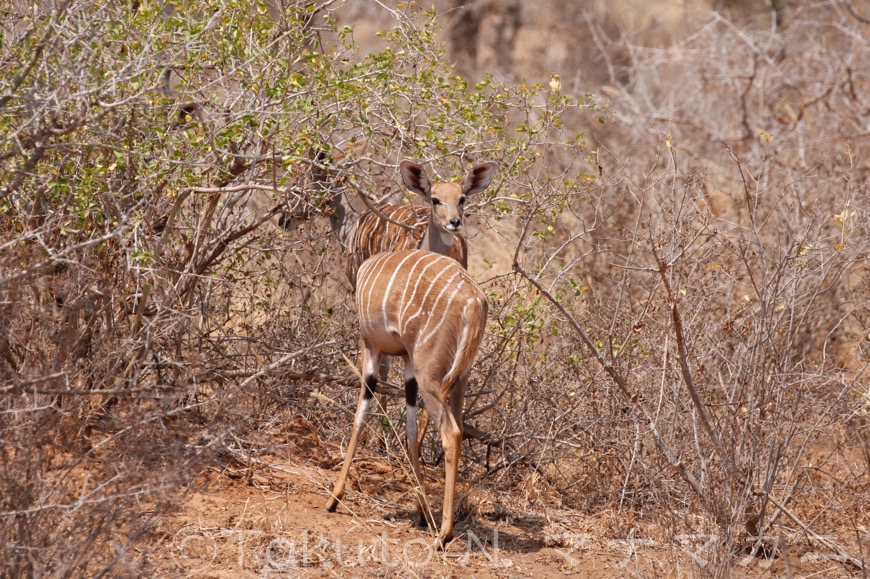 雌も大きな群れは作らないようだが・・・親子、だろうか。　(Tsavo West NP)