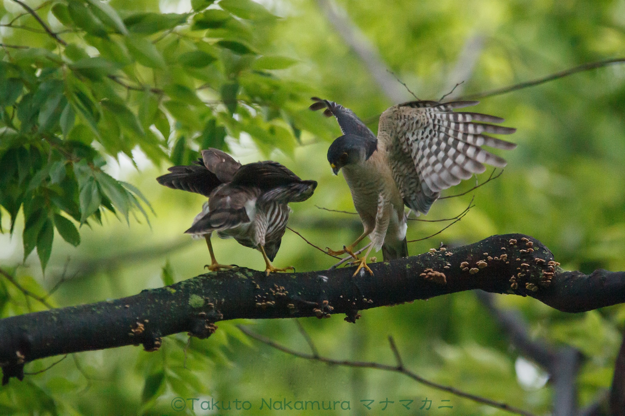 ツミ父さんが幼鳥に獲物を渡す・・・が落ちてしまった！　2020年7月足立区