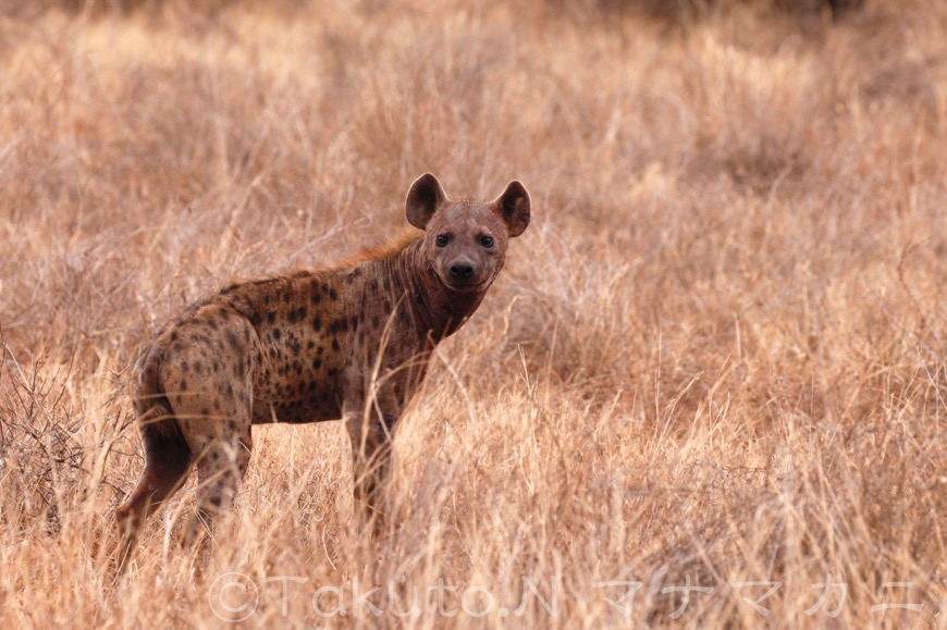 一頭だけですっと現れたハイエナ。　(Tsavo East NP)