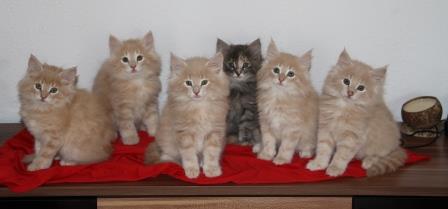 Ylenia Enea, Yoshi Esko, Yuki Egon,Yin Enya Yanina Elin, Yang Elena