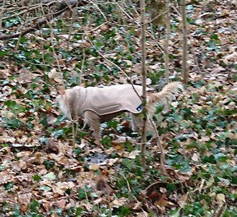 Softshell-Hundemantel, Hundemantel Maßanfertigung,  Hundemantel nach Maß