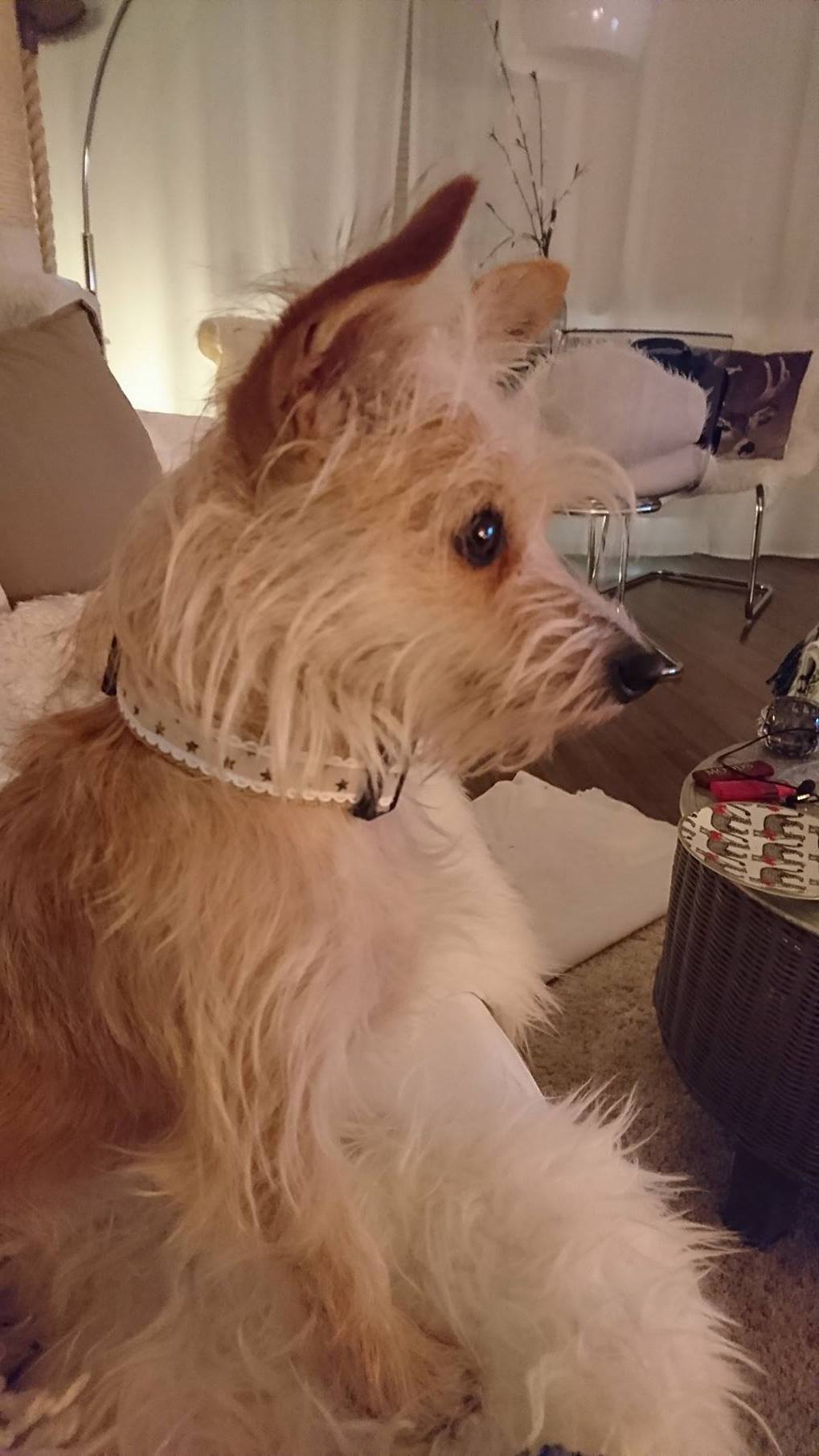 Halsband TheHappyDog, Hundemantel Maßanfertigung