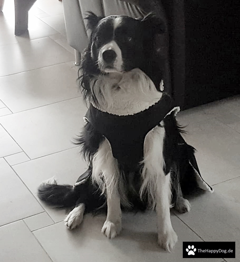 Thermo-Hundemantel, Wintermantel, Hundemantel Maßanfertigung,  Hundemantel nach Maß