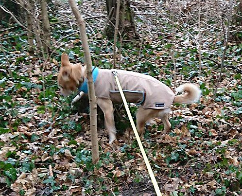 Softshell-Hundemantel, Hundemantel Maßanfertigung,  Hundemantel nach Maß