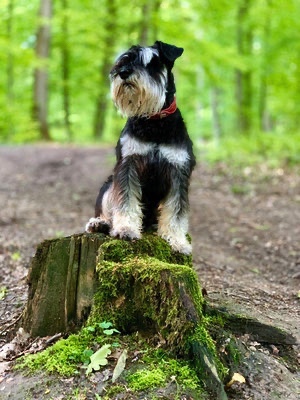 Wresley Elvis von Heichrina