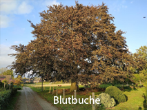 Blutbuche