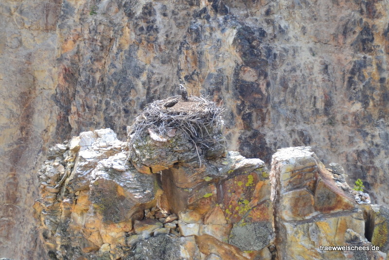 Fischadler-Nest