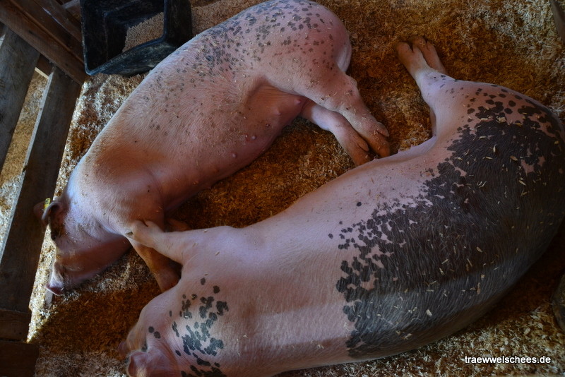 Schweine beim Mittagsschlaf