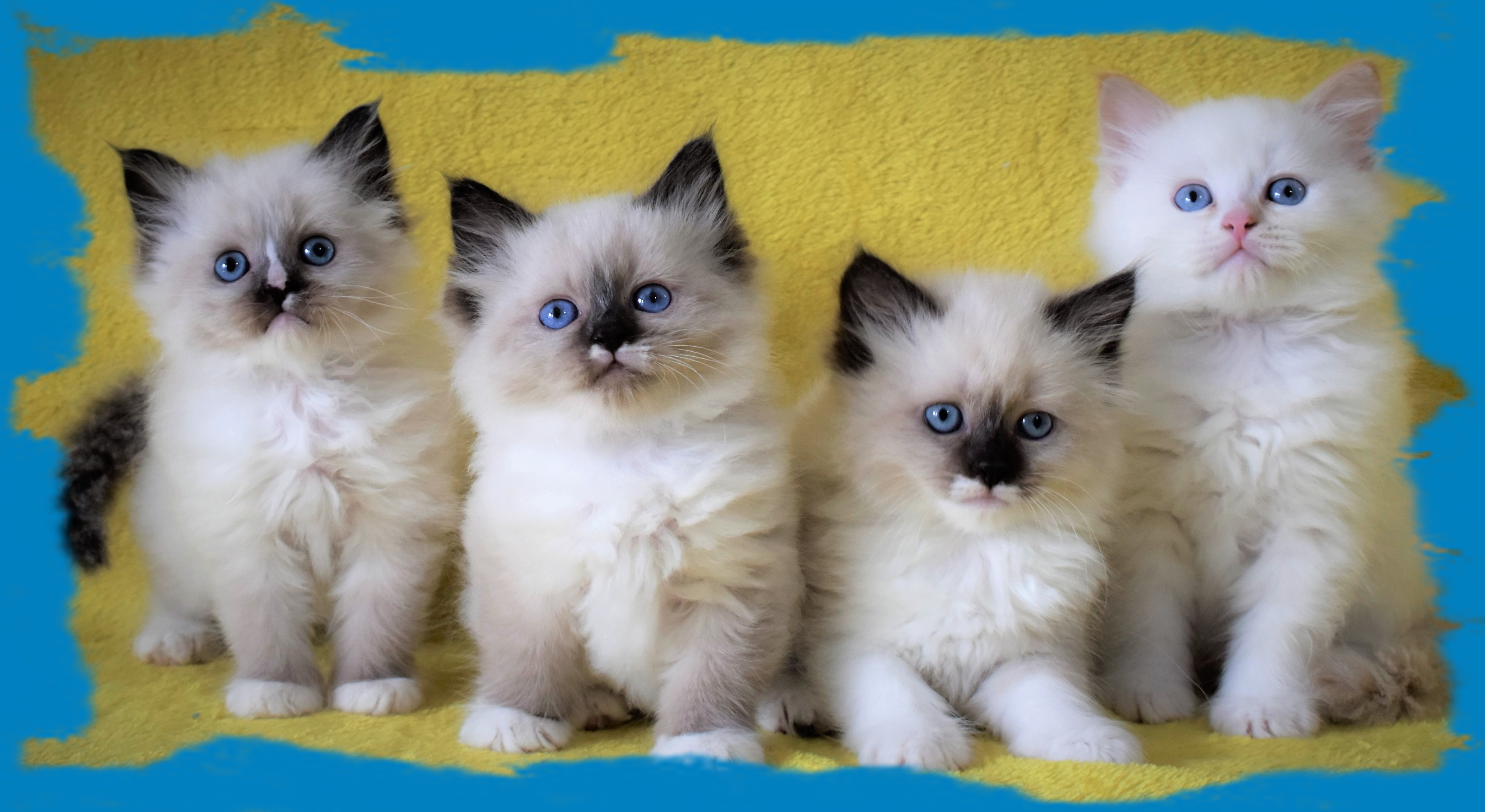 Allevamento Gatto Siberiano , allevamenti gatti siberiani,allevamenti
