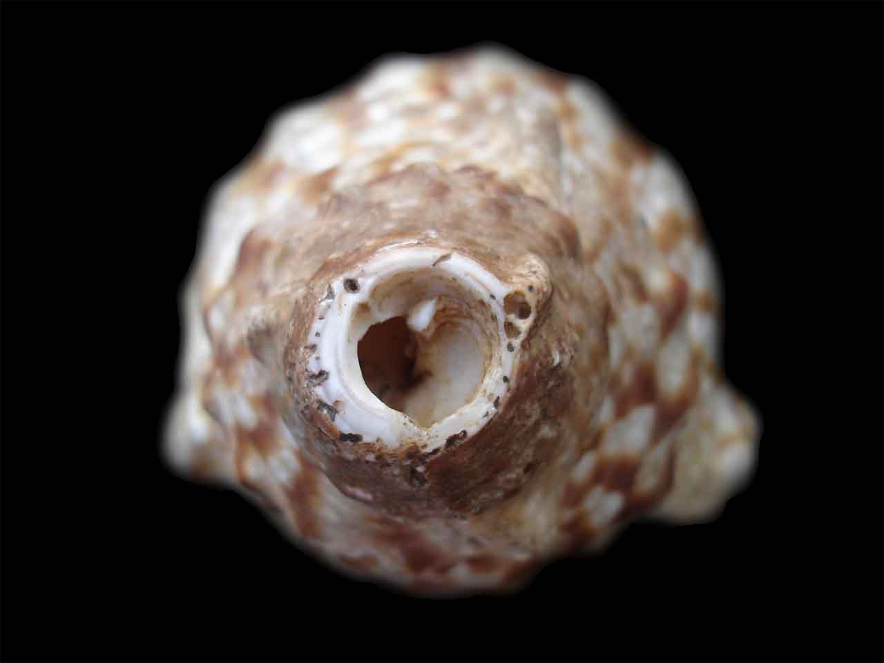 Conque à souffler. Charonia tritonis avec apex coupé.