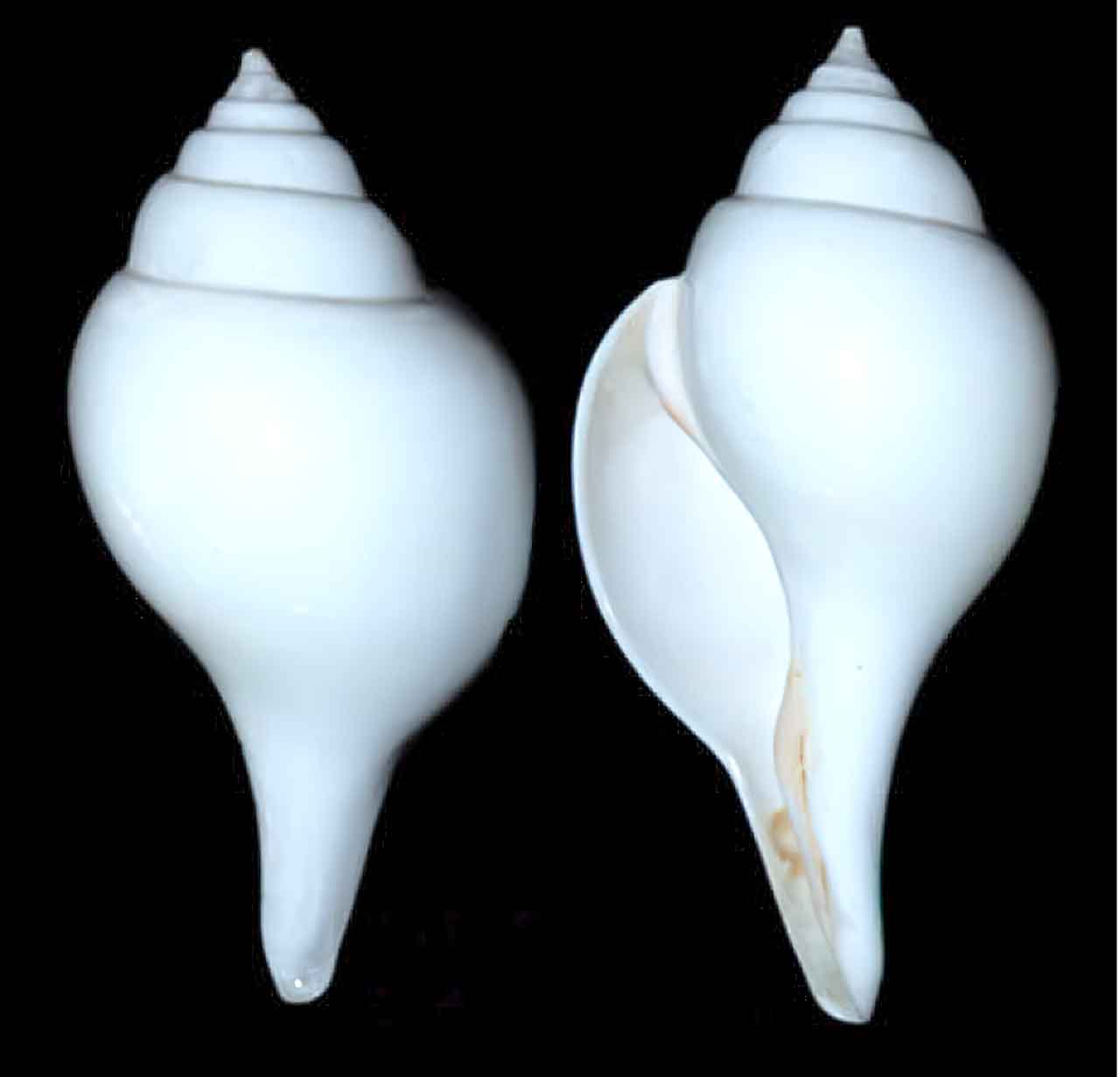 Coquille à enroulement sénestrogyre, rare. Il s’agit d’une anomalie génétique.
