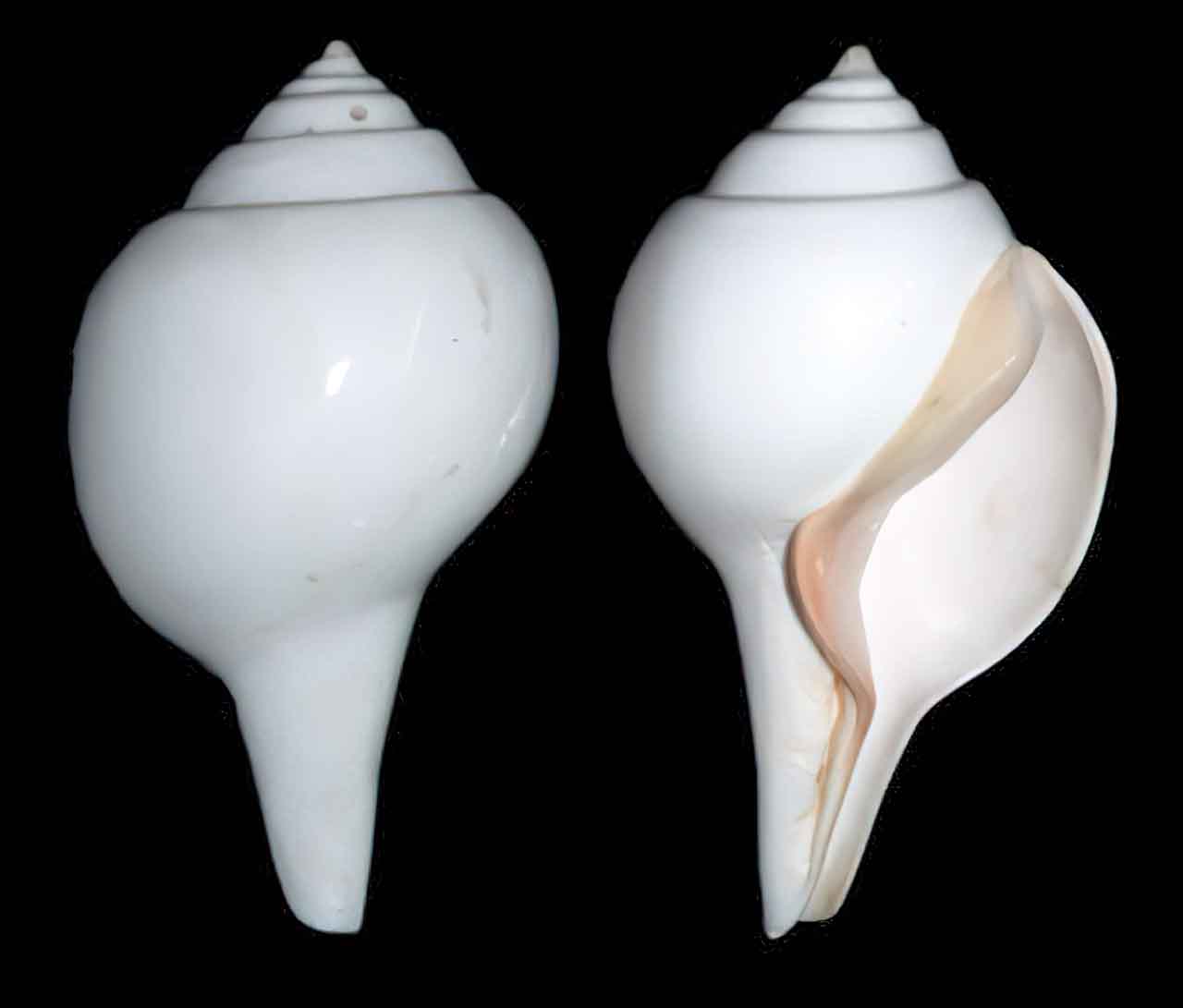 Coquille à enroulement dextrogyre, commun.