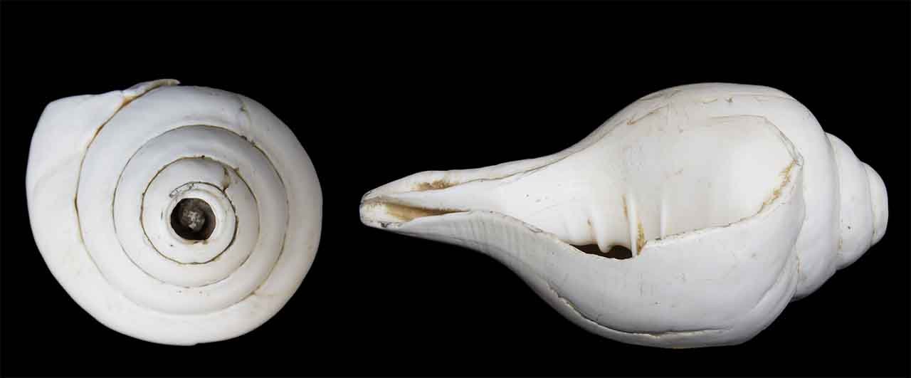 Conque à souffler. Turbinella pyrum.