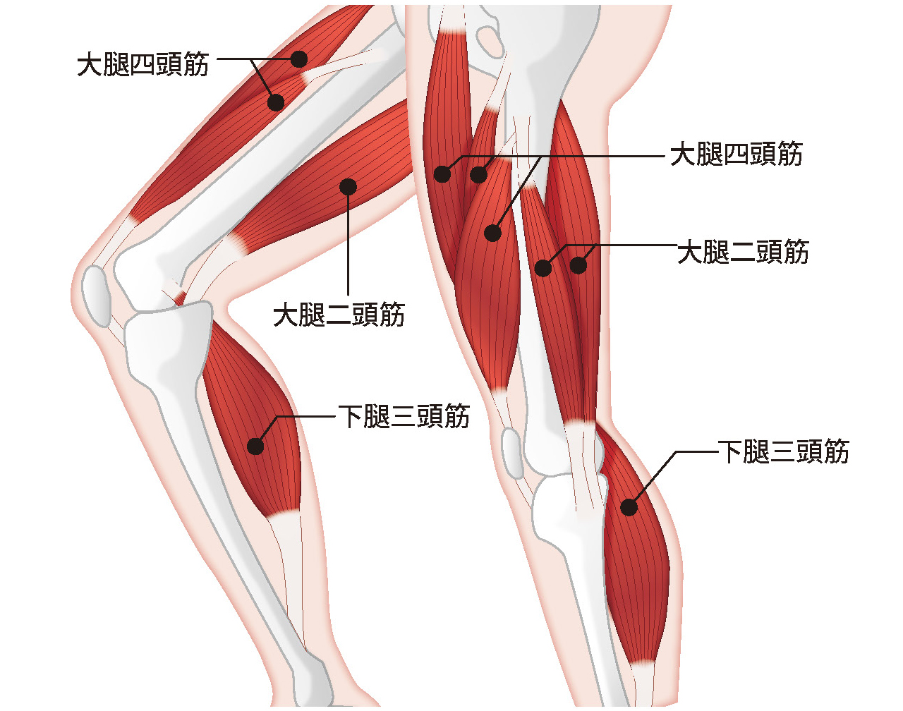 強い膝をつくる シャキット 札幌にあるレッドコード完備のフィットネス