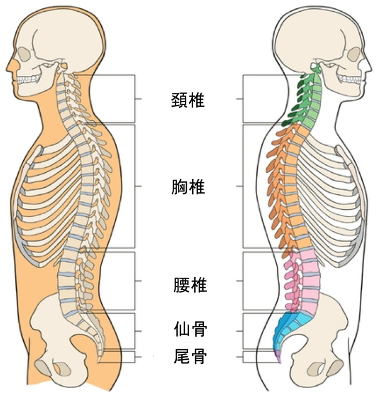 胸椎を感じ取る