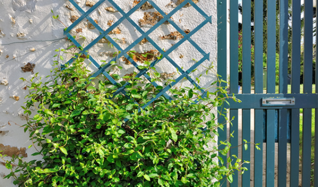Comment Habiller Un Mur Exterieur Avec Des Plantes Comment Habiller Un Mur Rc Paysage