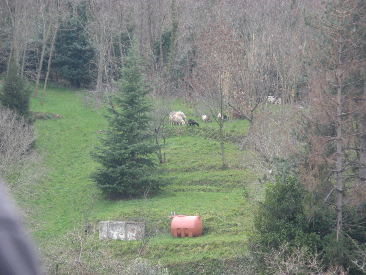 Pecore e capre al pascolo