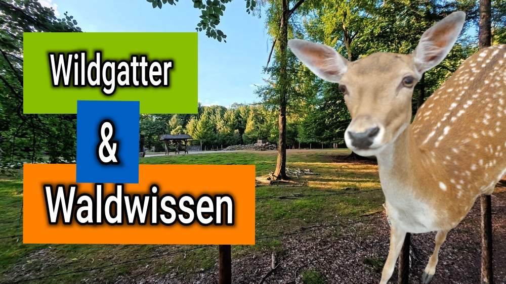 🌲 Der Heissiwald in Essen – Wild, Wunder, Wissen | Tiere, Geschichte & Panorama 🌲