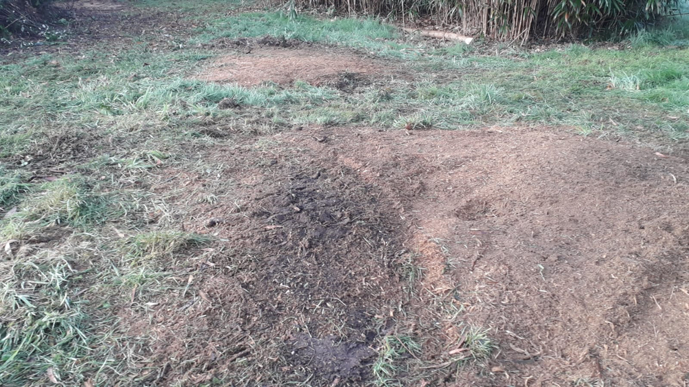 Rognage après abattage dans les landes