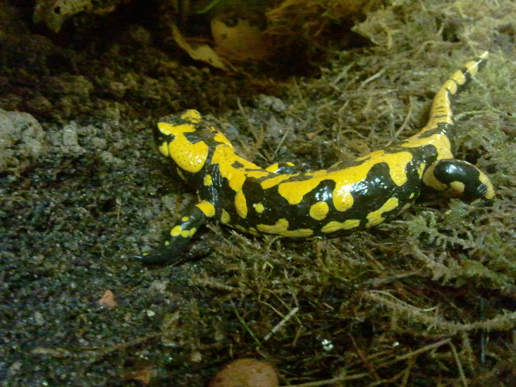0.1 Salamandra salamandra (Feuersalamander)
