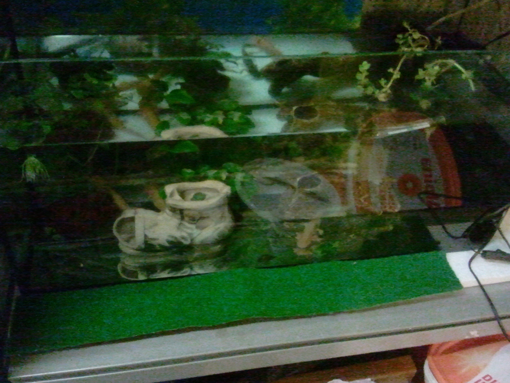 Ambystoma mexicanum (Axolotl)