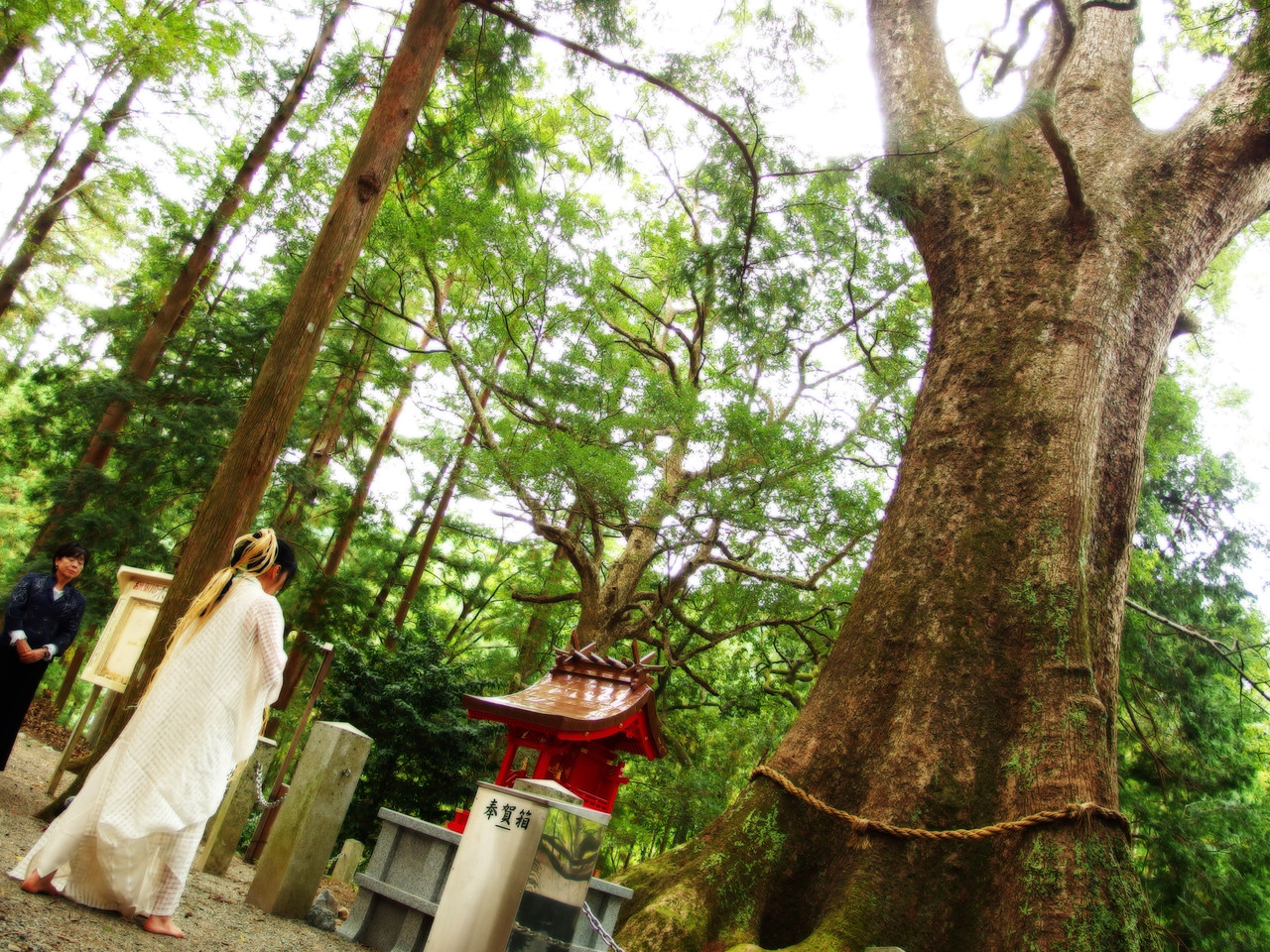 三重県松阪市 水屋神社 2013/10/1 水屋の大楠  県天然記念物  樹齢千年