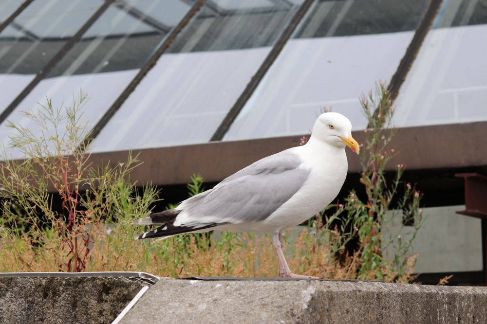 カモメ sea gull!