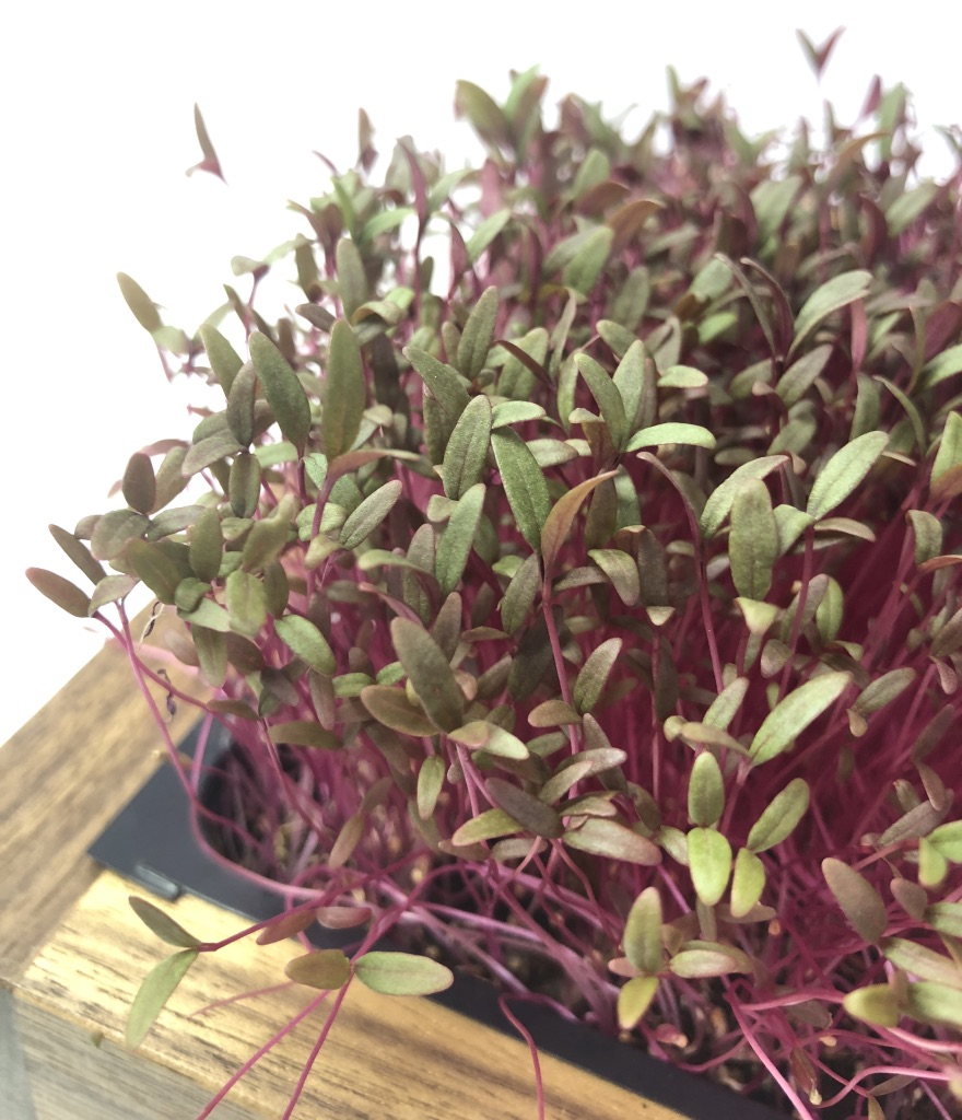 Red Amaranth MicroGreens The Irish Home Farm A backyard garden
