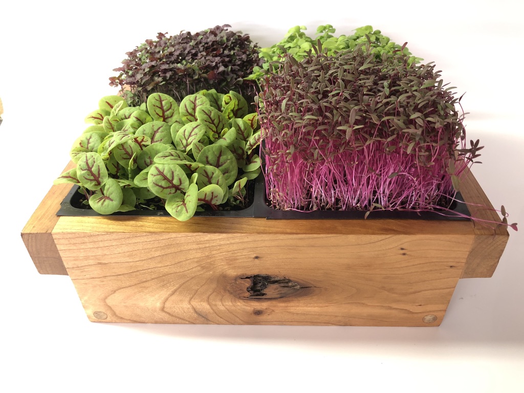Red Amaranth MicroGreens The Irish Home Farm A backyard garden