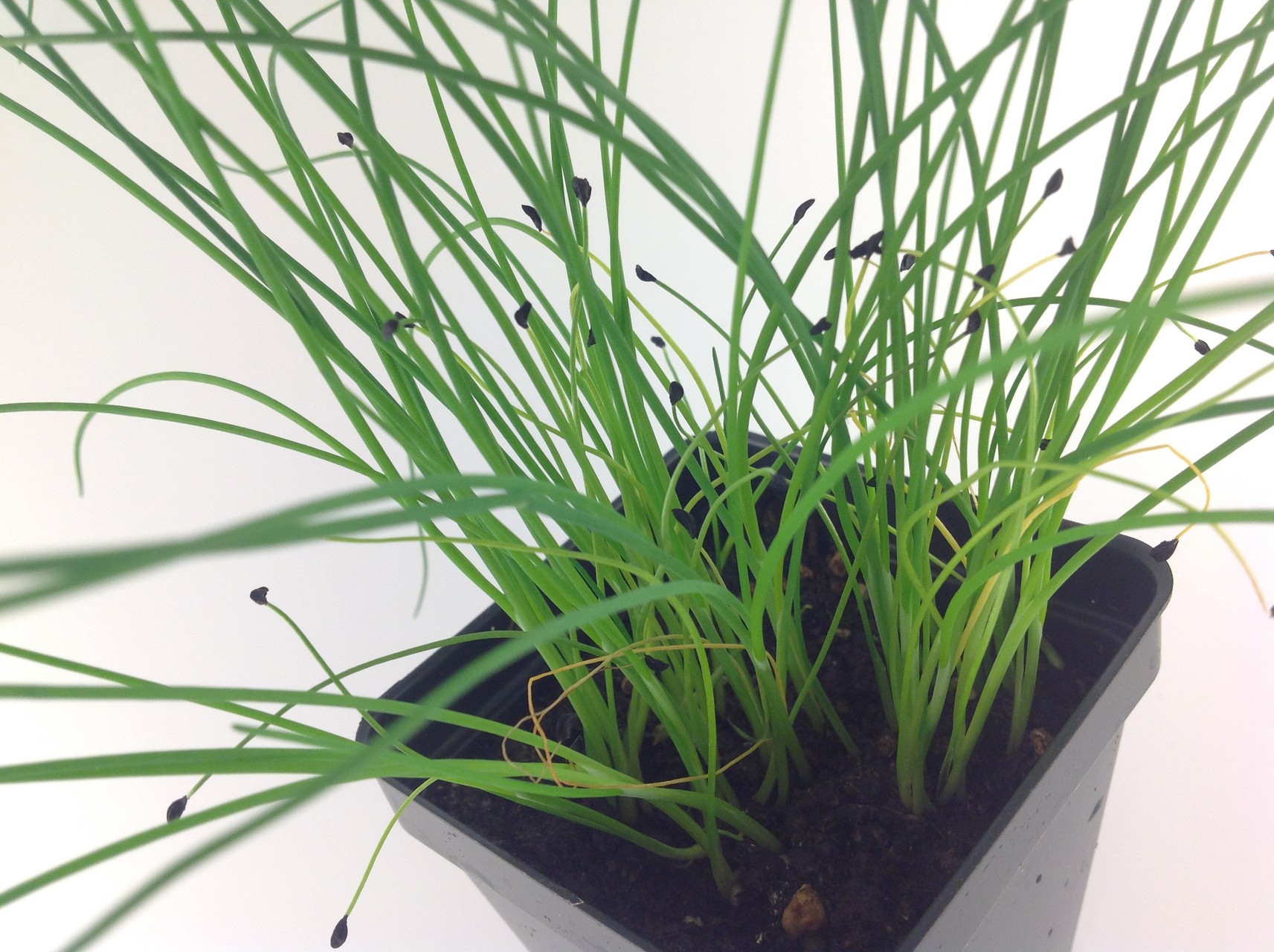 2024 Denver Garden Starter Plants The Irish Home Farm A backyard