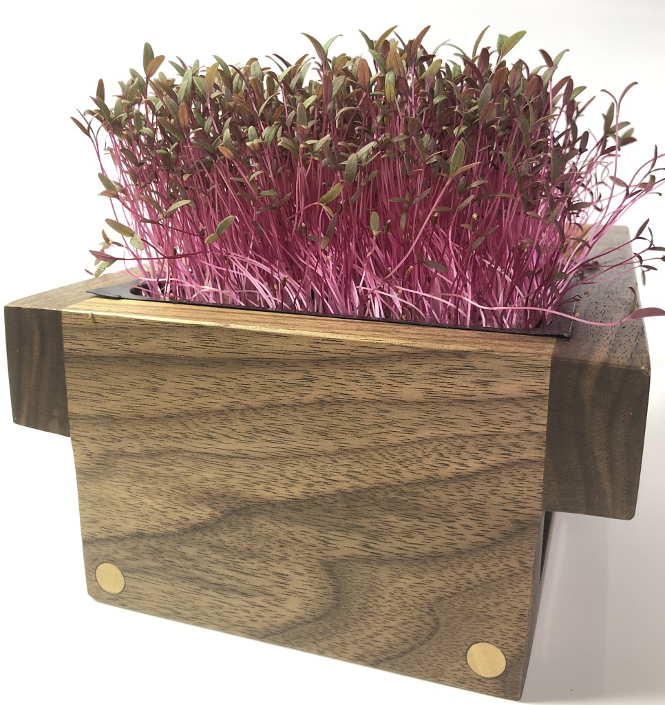 Red Amaranth MicroGreens The Irish Home Farm A backyard garden