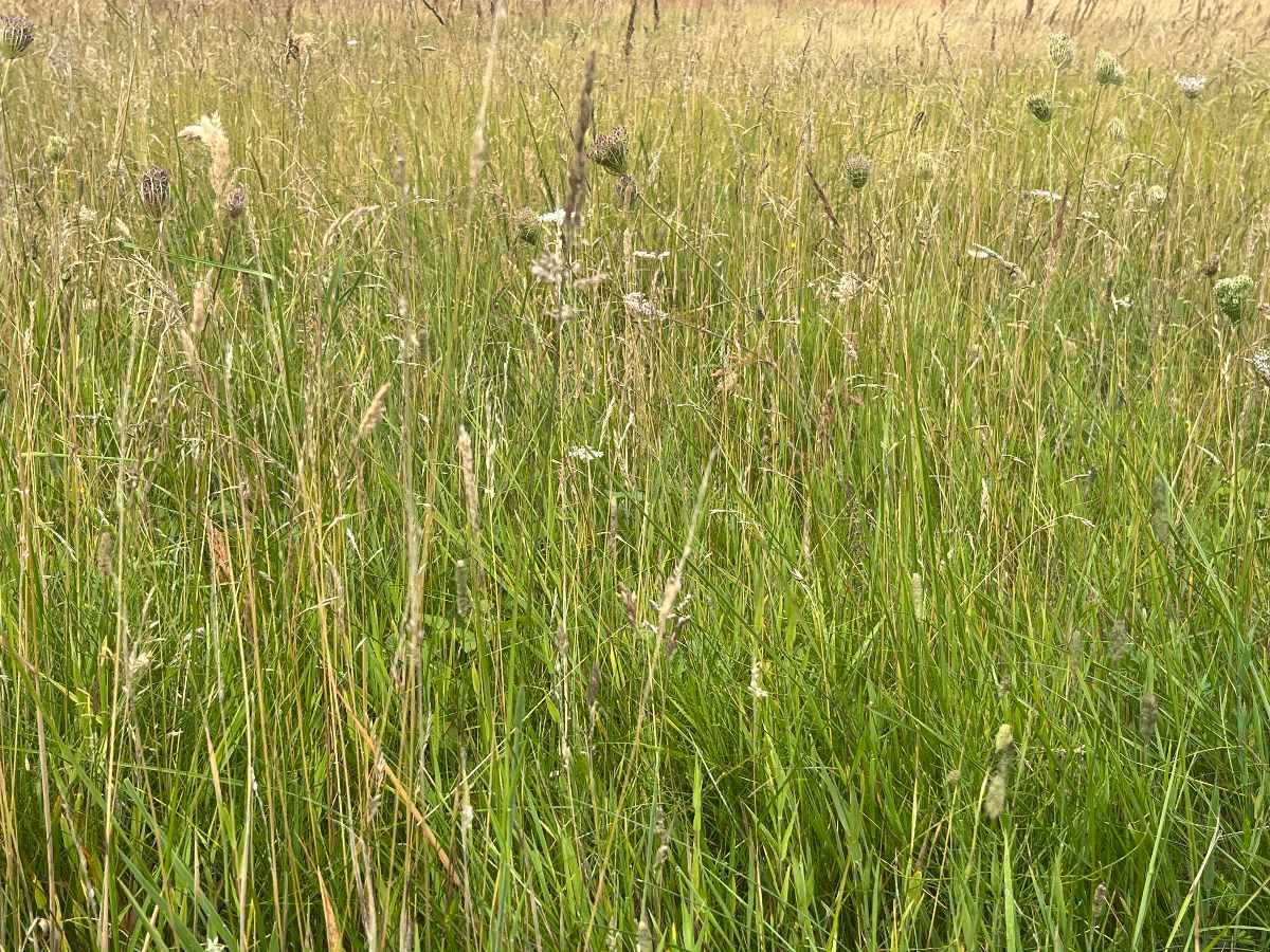 Structuren "verzamelen"