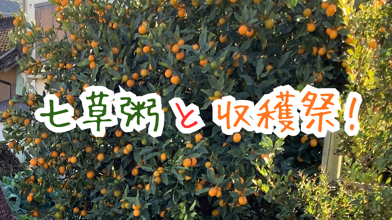 七草粥と収穫祭！