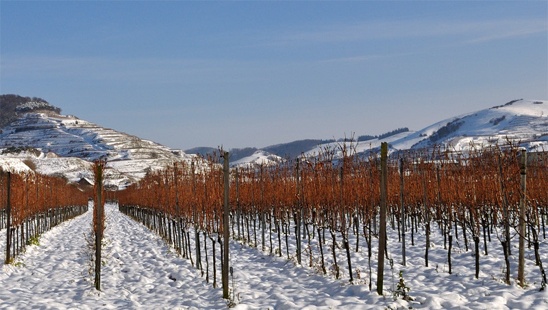 Winterwanderung rund um den Kaiserstuhl.