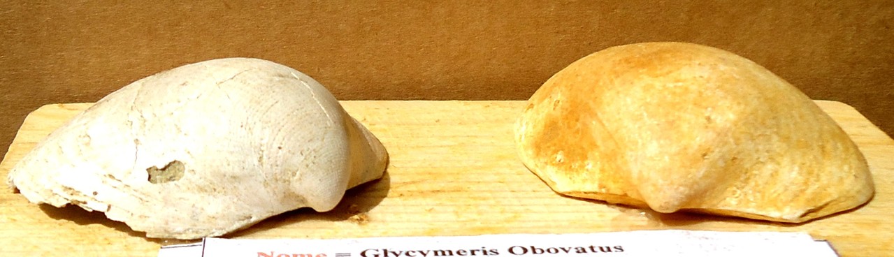 GLYCYMERIS OBOVATUS = Pliocene 3 mda. (Germania)