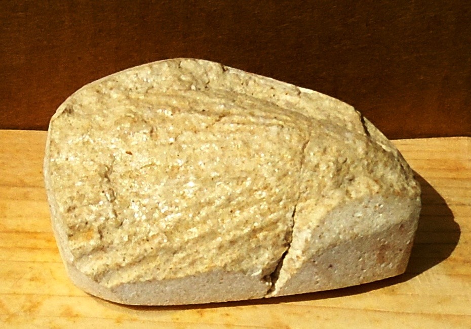 CARDIUM ASPERULUM= Oligocene 37 mda (Monti Berici)