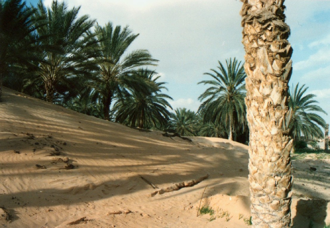 Gabes palmeto tra le dune