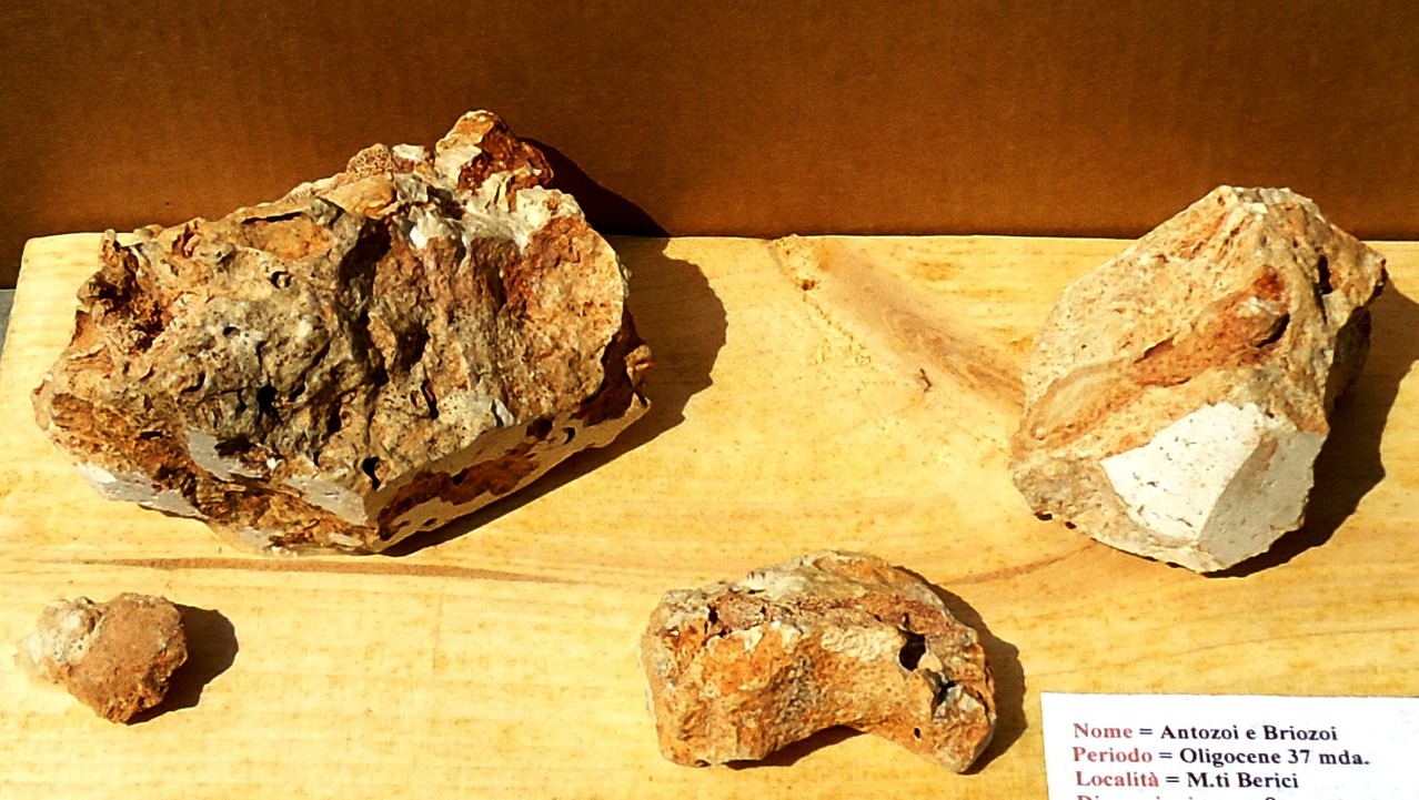 ANTOZOI e BRIOZOI= Oligocene 37 mda (Monti Berici)