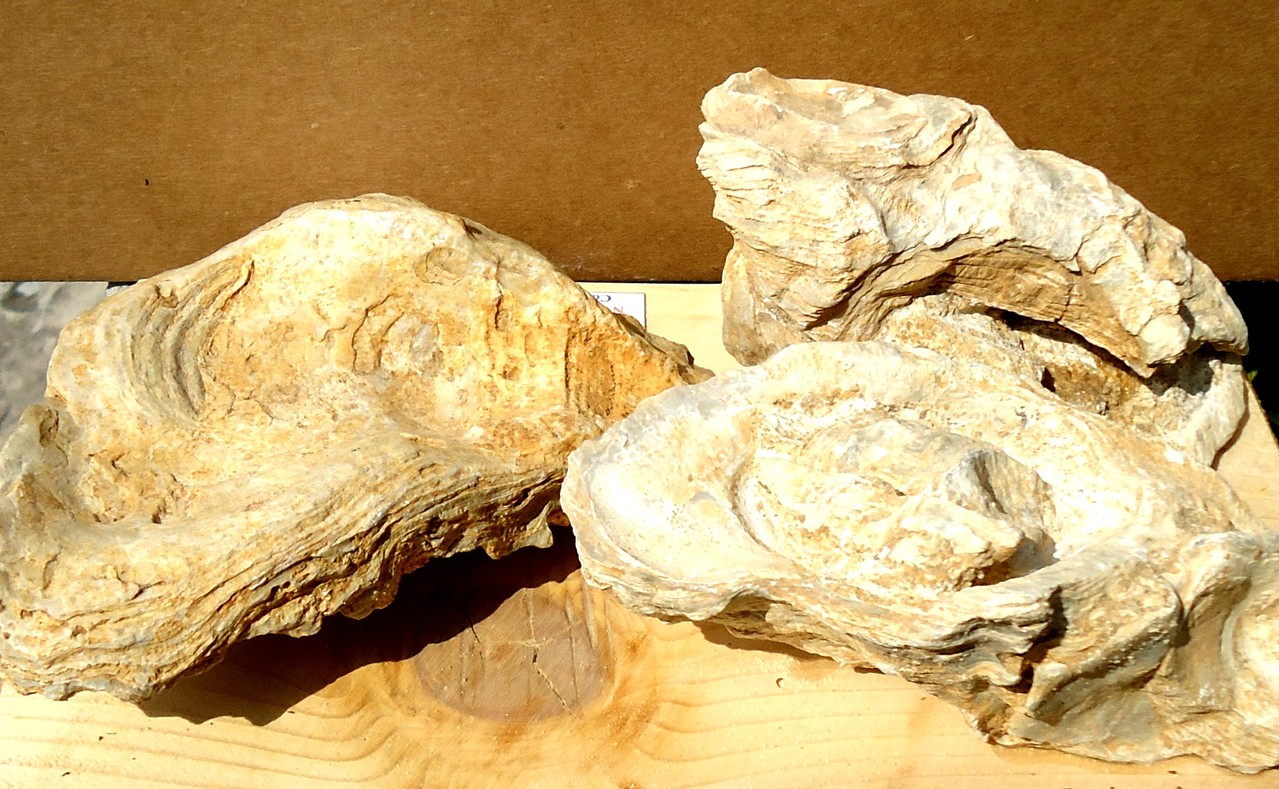 OSTREA = Miocene 22.5- 6.5 mda. (Nuragus)