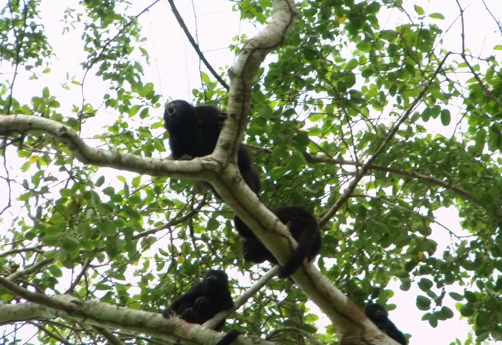 09-08-2009 Scimmie sugli alberi Calakmul