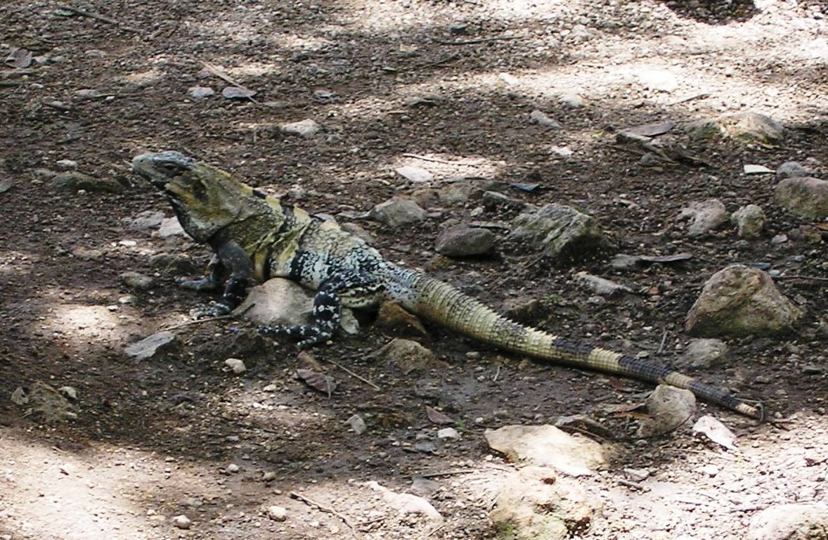 05-08-2009 Iguana