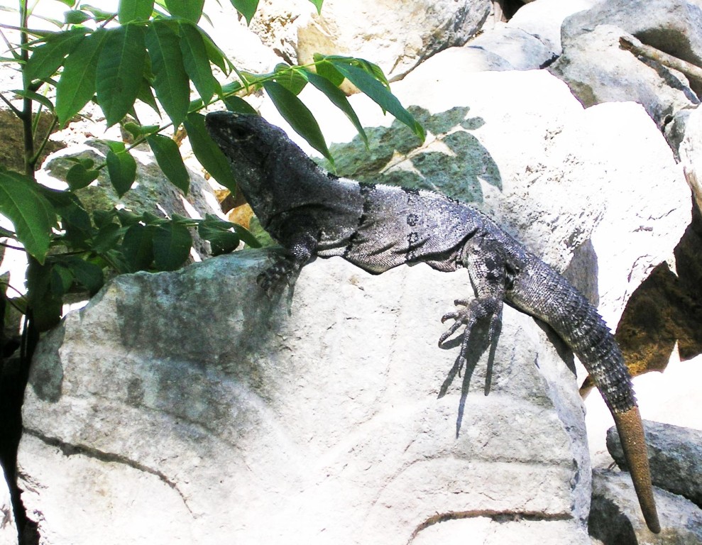 06-08-2009 Iguana a Uxmal