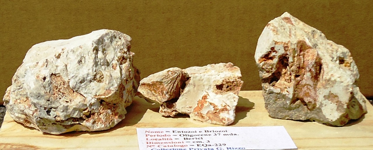 ENTOZOI e BRIOZOI= Oligocene 37 mda (Monti Berici)