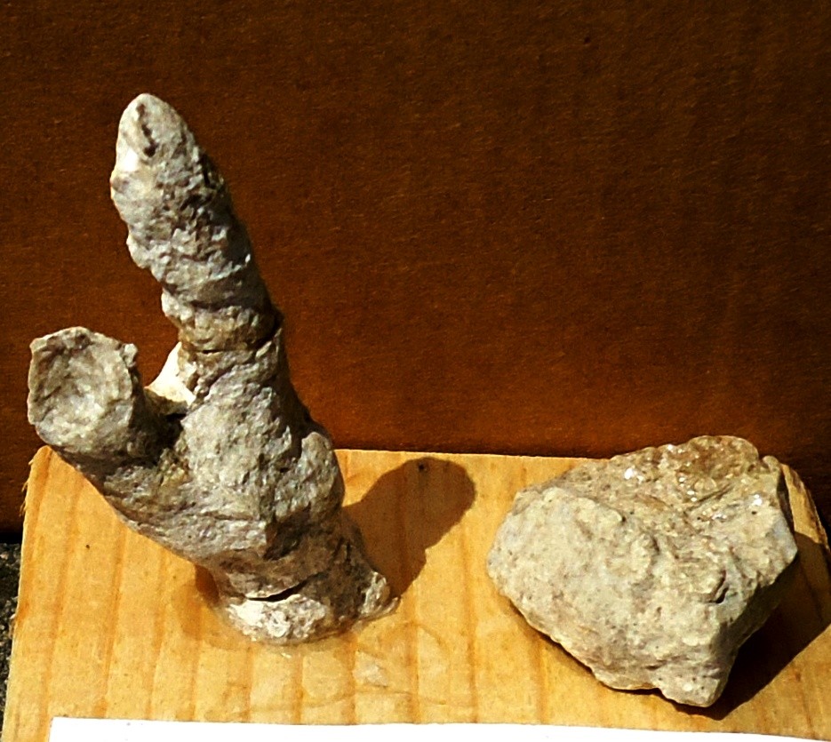 CALAMOPHILLIA PSEUDOFLAGELLATA= Oligocene 37 mda (Monti Berici)