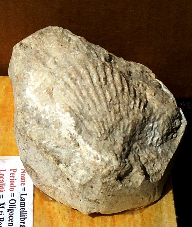 LAMELLIBRANCO= Oligocene 37 mda (Monti Berici)