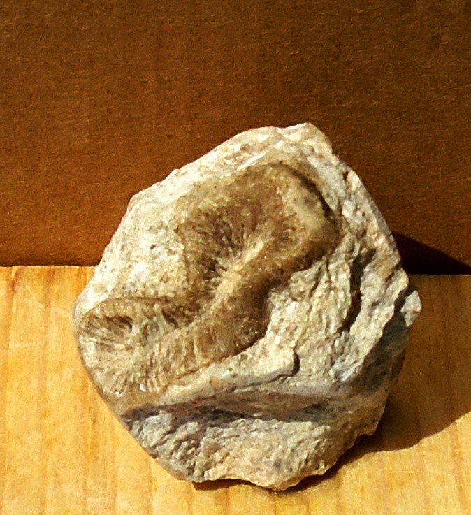 ULOPHILLIA FLEXUOSA= Oligocene 37 mda (Monti Berici)
