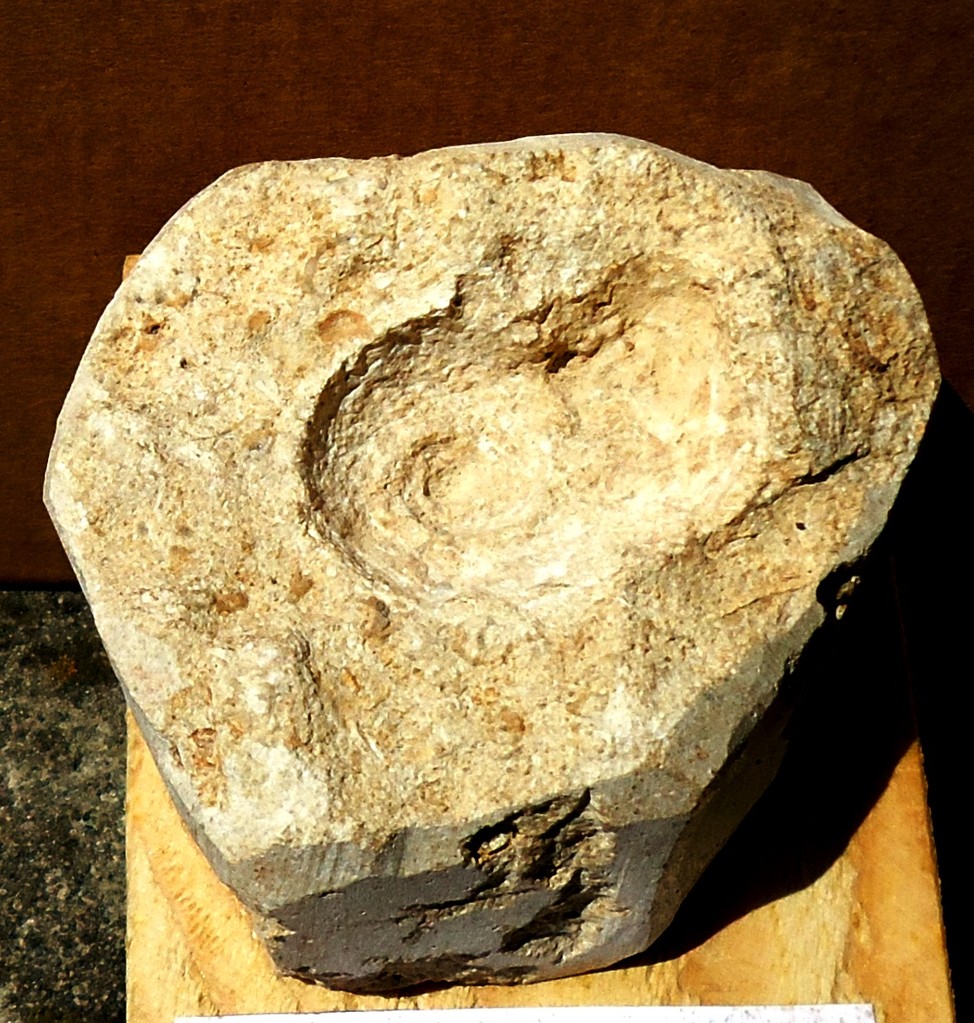 AMPULLARIA COHCLEARIA= Oligocene 37 mda (Monti Berici)