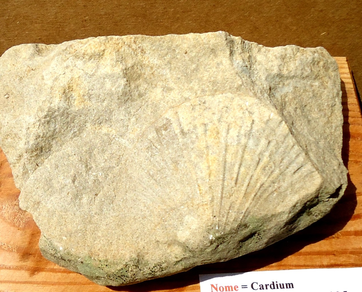 CARDIUM = Miocene 22.5-16.5 mda. (M.te Baldo)