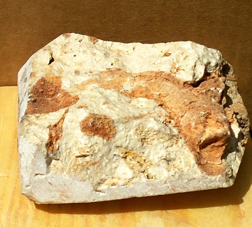 CORALLO= Oligocene 37 mda (Monti Berici)