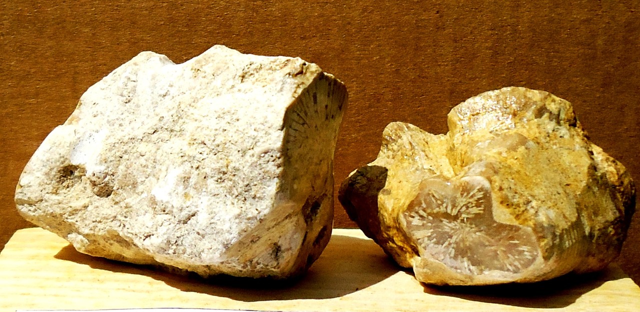 CALAMOPHILLIA PSEUDOFLAGELLATA= Oligocene 37 mda (Monti Berici)
